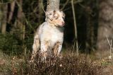 BERGER AUSTRALIEN PUPPIES 644